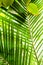 Beautiful palm leaves with background of a real jungle