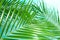 Beautiful palm leaves on color background, closeup