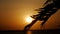 Beautiful palm silhouette with epic sunset in background in Africa