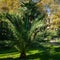 Beautiful palm tree Canary Island Date Palm Phoenix canariensis in city park Sochi. Beautiful exotic landscape