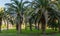 Beautiful palm tree Canary Island Date Palm Phoenix canariensis in city park Sochi. Beautiful exotic landscape