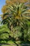 Beautiful palm tree Canary Island Date Palm Phoenix canariensis in city park Sochi. Beautiful exotic landscape