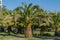 Beautiful palm tree Canary Island Date Palm Phoenix canariensis in Sochi. Luxury leaves on blue sky background