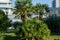 Beautiful palm tree Chamaerops humilis, European fan or Mediterranean dwarf palm in Sochi. Luxury leaves on blue sky background