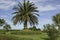 Beautiful palm tree in the Garden of Ponta do Sossego and viewpoint, SÃ£o Miguel, Azores islands, Portugal. Jardim do Miradouro da