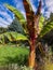 Beautiful palm tree in garden setting