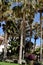 A beautiful palm tree garden and white bungalows in Castillo Caleta de Fuste, Fuerteventura, Canary islands