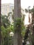 A beautiful palm tree in a large park in an urban center