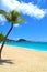 Beautiful Palm Tree on the Shore of a Caribbean Island Beach