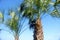 Beautiful Palm Trees of Dunedin, Florida -01