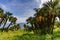 Beautiful palm trees growing in a mountainous slope near the sea and overlooking the sea