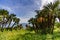 Beautiful palm trees growing in a mountainous slope near the sea and overlooking the sea