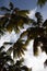 Beautiful palm trees lashed by the wind in wild dominican beach: Playa Coson, Las Terrenas, Dominican Republic