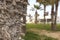 Beautiful Palm Trees in the park. Palm Trees on Picturesque Coast on Cyprus Island near the hotel. Perspective View. Panorama of