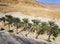 Beautiful palm trees planted in desert with hills and blue sky. Aerial view to palm patches planted along road at