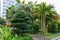 Beautiful palm trees and pruned tree in a park in the tropics