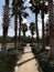 Beautiful Palm Trees Sidewalk. Photo image