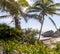 Beautiful palm trees of Tulum beach which is about a pre-Columbian city and culture that settled their cities along the Mayan