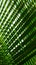 Beautiful palms leaf pattern backgrounds