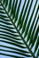 Beautiful palms leaf texture backgrounds