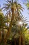 Beautiful palms in oasis close to Tinghir, Morocco, Africa