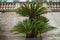 Beautiful palmtree in baroque royal park