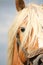 Beautiful palomino draught horse head close up