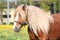 Beautiful palomino draught horse portrait