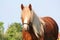 Beautiful palomino draught horse portrait