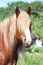 Beautiful palomino draught horse portrait