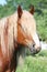 Beautiful palomino draught horse portrait