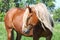 Beautiful palomino draught horse portrait