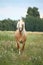 Beautiful palomino draught horse walking at the field