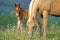 Beautiful Palomino Mare with few week old Foal grassing at summer pasture