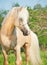 Beautiful palomino welsh pony in blossom field