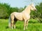 Beautiful palomino welsh pony stallion