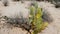 Beautiful panning close-up shot of prickly pear cactus going dry from green to yellow in Arizona national park USA.