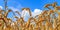 Beautiful panorama of agricultural crop and wheat fields on a sunny day in summer