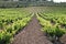 Beautiful panorama of green long rows of vineyard in Basque country