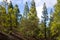 Beautiful panorama of pine forest with sunny summer day. Coniferous trees. Sustainable ecosystem. Tenerife, Teide