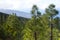 Beautiful panorama of pine forest with sunny summer day. Coniferous trees. Sustainable ecosystem. Tenerife, Teide