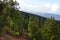 Beautiful panorama of pine forest with sunny summer day. Coniferous trees. Sustainable ecosystem. Tenerife, Teide