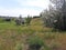 Beautiful panorama of the steppe meadow with green grass and lonely trees