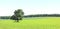 Beautiful panorama with summer landscape with lonely tree