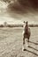 Beautiful panoramic landscape with  horse on the spring  grass in sunset