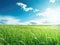 Beautiful panoramic natural landscape of green grass and blue sky