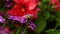 Beautiful panoramic nature banner. lilac flowers on a blurred background. bright red petunia flowers and green foliage