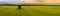 Beautiful panoramic shot of a bright green field with a single tree during sunset