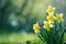 Beautiful panoramic spring nature background with daffodil flowers