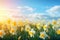 Beautiful panoramic spring nature background with daffodil flowers